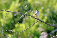 Cincloramphus timoriensis