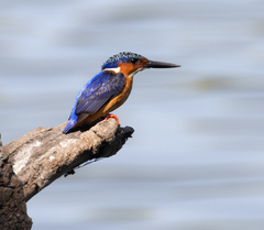 Corythornis vintsioides