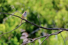 Cincloramphus timoriensis