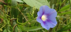 Ipomoea parasitica