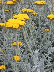 Helichrysum dasyanthum