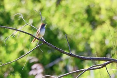 Cincloramphus timoriensis