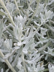 Helichrysum dasyanthum