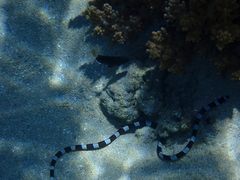 Myrichthys colubrinus