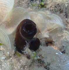 Ascidia glabra