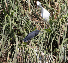 Egretta ardesiaca
