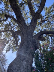 Quercus lobata