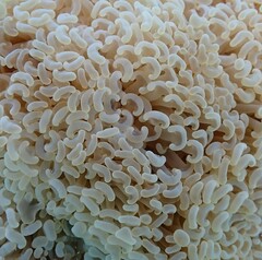 Fimbriaphyllia ancora