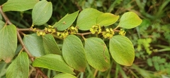 Ziziphus oenopolia