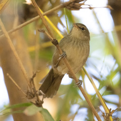 Acrocephalus newtoni