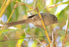 Acrocephalus newtoni