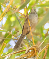 Acrocephalus newtoni