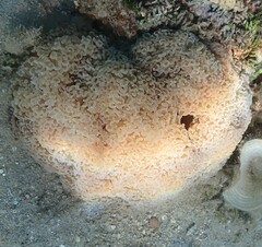 Fimbriaphyllia ancora