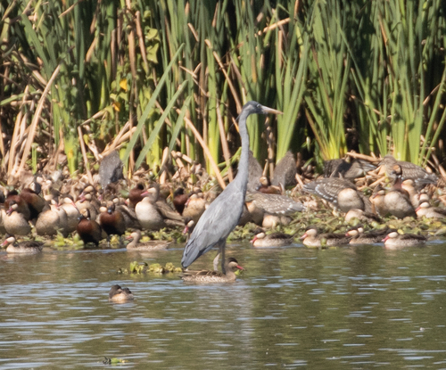 Humblot's Heron (Ardea humbloti), photo 4