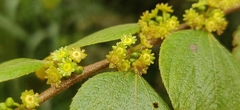 Ziziphus oenopolia