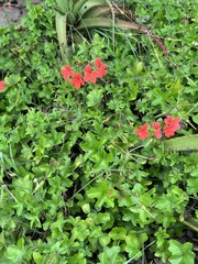 Pelargonium tongaense