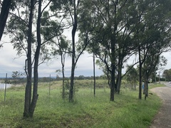 Eucalyptus crebra