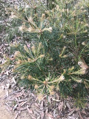 Banksia spinulosa