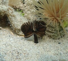 Phoronis