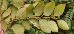 Ziziphus oenopolia