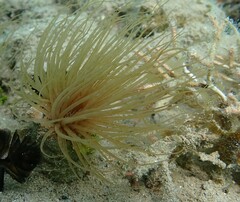 Ceriantharia