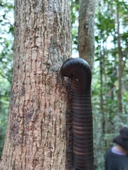 Salpidobolus