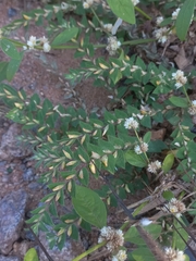 Crotalaria hebecarpa
