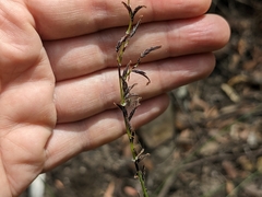 Schoenus brevifolius