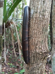 Salpidobolus