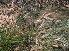 Schoenus brevifolius