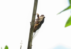 Cicadidae