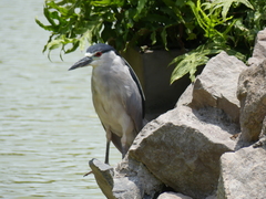 Nycticorax nycticorax