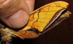 Protambulyx euryalus