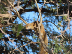 Paraxerus cepapi maunensis