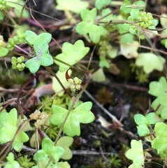 Hydrocotyle capillaris