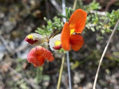 Dillwynia hispida