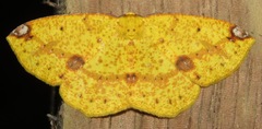Periclina apricaria
