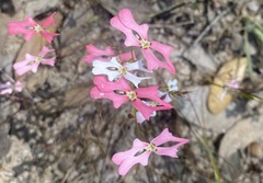 Stylidium calcaratum