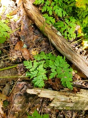Dicentra eximia