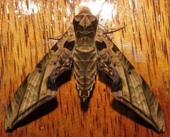 Protambulyx euryalus