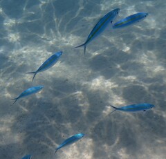 Caesio caerulaurea