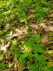 Hieracium paniculatum