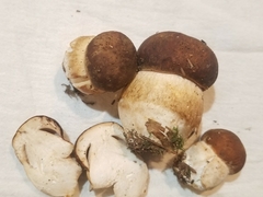 Boletus fibrillosus