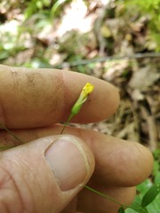 Hieracium paniculatum