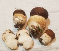 Boletus fibrillosus