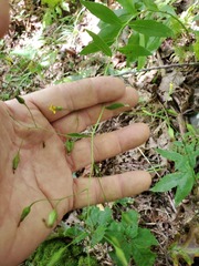 Hieracium paniculatum