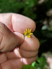 Hieracium paniculatum