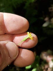 Hieracium paniculatum