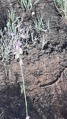 Polygala hottentotta