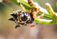 Austracantha minax